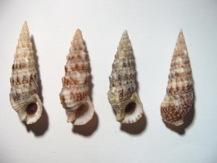 Cerithium vulgatum